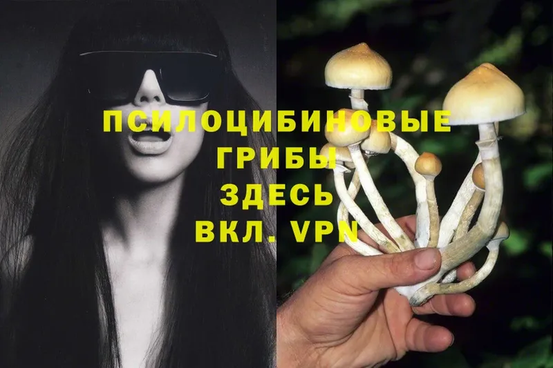 Галлюциногенные грибы Psilocybine cubensis  Гудермес 